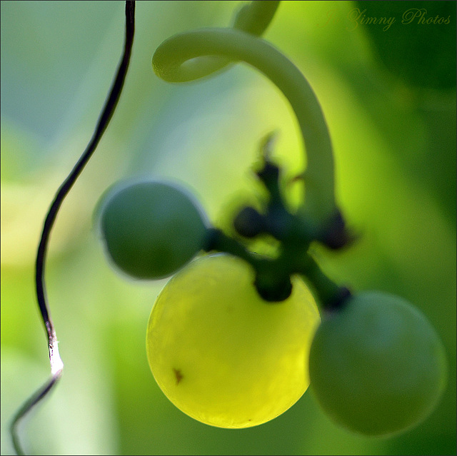Tendrils & Grapes