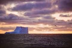 Sunset and a parting iceberg