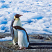Visiting Adelie and Emperor penguins