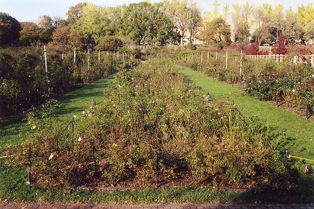Rose Garden at the Brooklyn Botanic Garden, Nov. 2006
