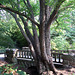 A Tree and the Stone Footbridge in the Brooklyn Botanic Garden, July 2008
