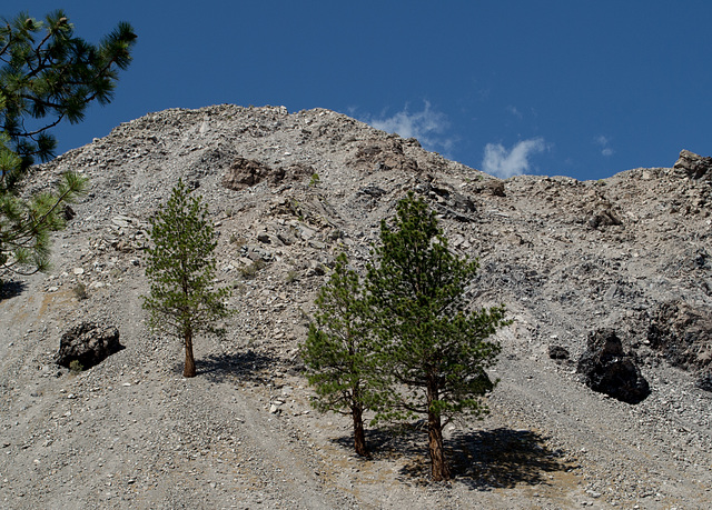 Mono Craters pine forest (0316)