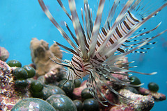 Invasion of the lionfish