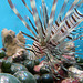 Invasion of the lionfish