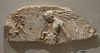 Fragment of a Marble Relief with Dancing Maenads in the Metropolitan Museum of Art, February 2010