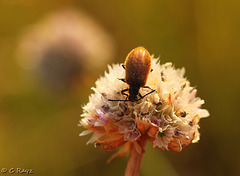 Hairy Beetle