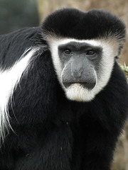 Black and white monkey