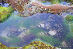 Tidal Pool - Moray Firth Coast