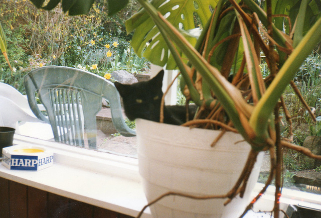 Spot chilling in the pot
