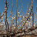 Prunus mume_Japanese apricot