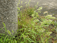 Foxtail on a paved surface
