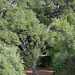 Simi Valley: Corriganville Park Sherwood Forest labor camp  (0324)