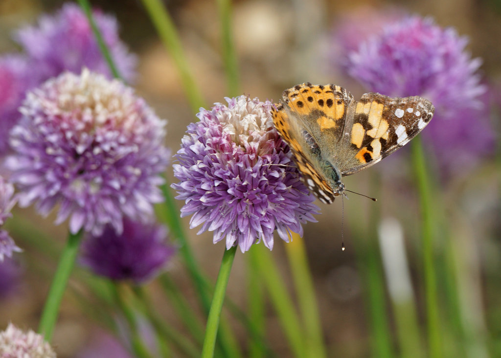 The first (Painted Lady) of June!
