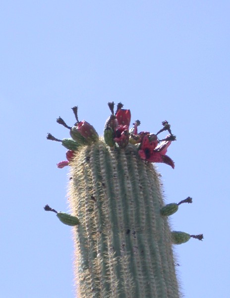 Saguaro National Park3120a