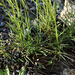 Campanula rotundifolia-002
