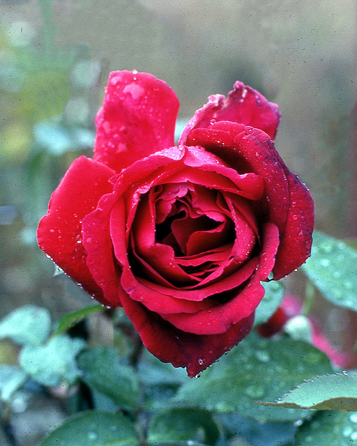 Kodachrome Rose 1979