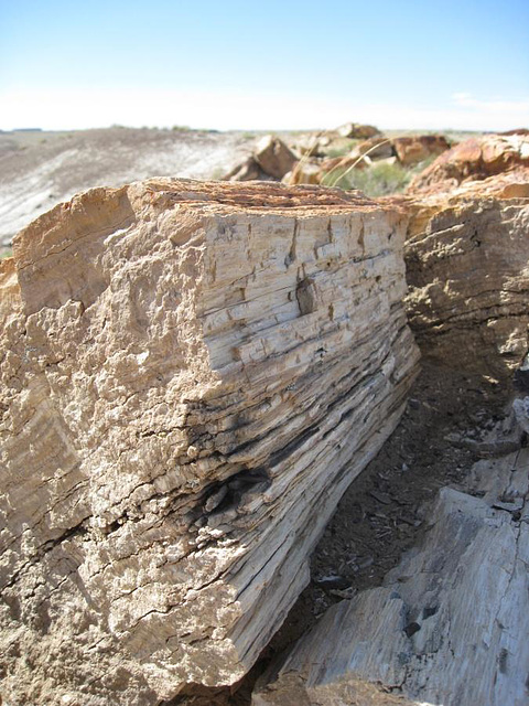 Petrified Forest National Park 2314a
