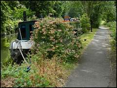 canal path honeysuckle