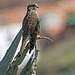 Cernicalo vulgar (Falco tinnunculus canariensis)
