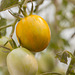Green Zebra Tomatoes on the Plant