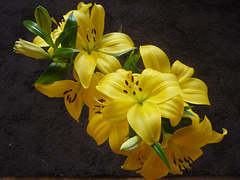 Liliums amarillos