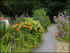 lilies and mallow by the towpath