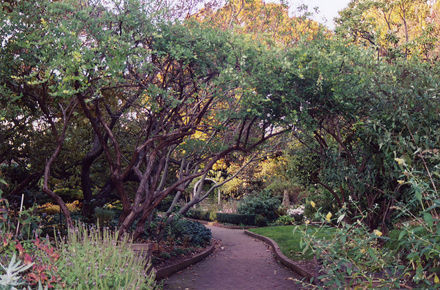 Shakespeare Garden in the Brooklyn Botanic Garden, Nov. 2006