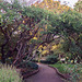Shakespeare Garden in the Brooklyn Botanic Garden, Nov. 2006