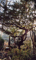Tree in the Desert Pavilion in the Brooklyn Botanical Garden, Nov. 2006