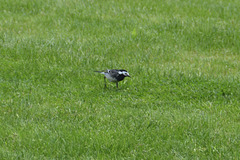 Castletown House 2013 – White Wagtail