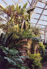 Aquatic House in the Brooklyn Botanical Garden, Nov. 2006