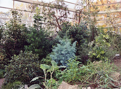 Warm Temperate Pavilion in the Brooklyn Botanical Garden, Nov. 2006