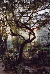 Tree in the Desert Pavilion of the Brooklyn Botanical Garden, Nov. 2006