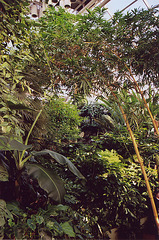 The Tropical Pavilion in the Brooklyn Botanical Garden, Nov. 2006