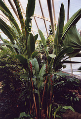 The Tropical Pavilion in the Brooklyn Botanical Garden, Nov. 2006