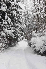 Winter Path_1