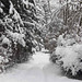 Winter Path_1
