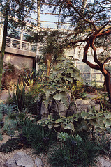 The Desert Pavilion of the Brooklyn Botanical Garden, Nov. 2006