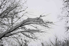 Branches & Snow