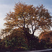 Tree in the Brooklyn Botanical Garden, Nov. 2006
