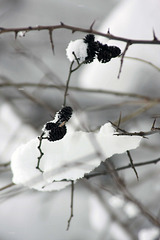 Branches & Snow_2