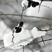 Branches & Snow_2