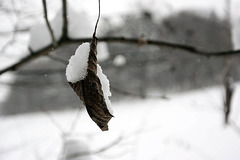 Leaf & Snow