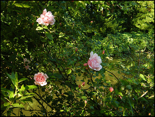 canalside roses