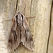 2nd Pine Hawk-moth