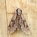 1st Pine Hawk-moth