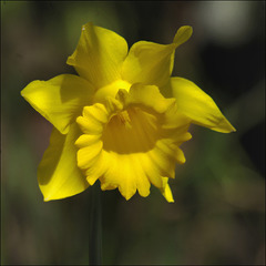 Daffodil 00
