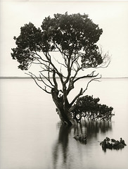 Tenby Mangroves
