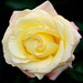 Macro sur une belle rose jaune...
