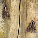 Pine Hawk-moths